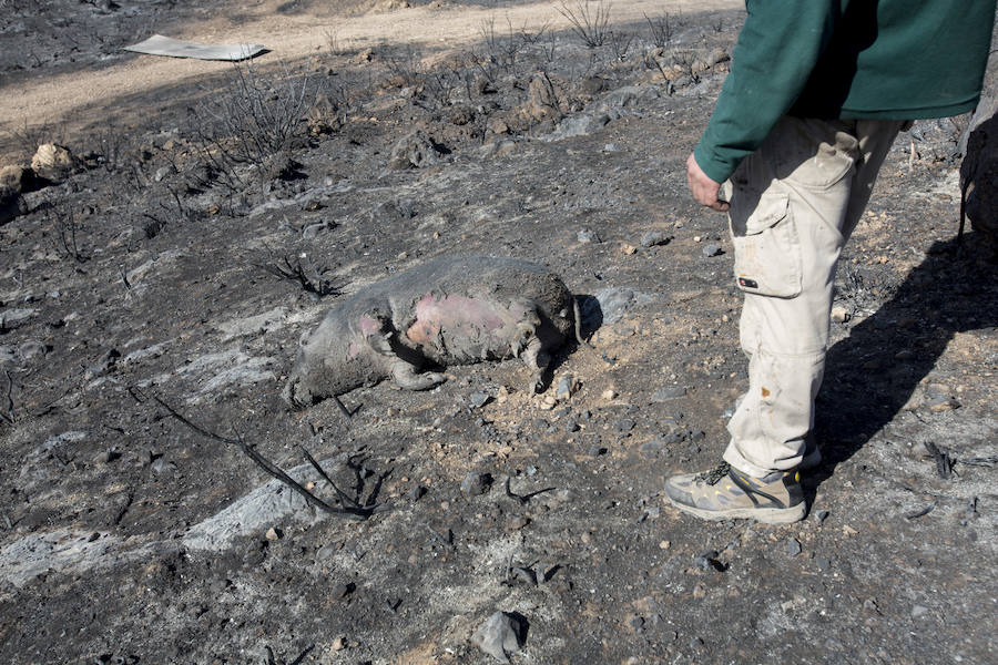 Desolación en la Alpujarra
