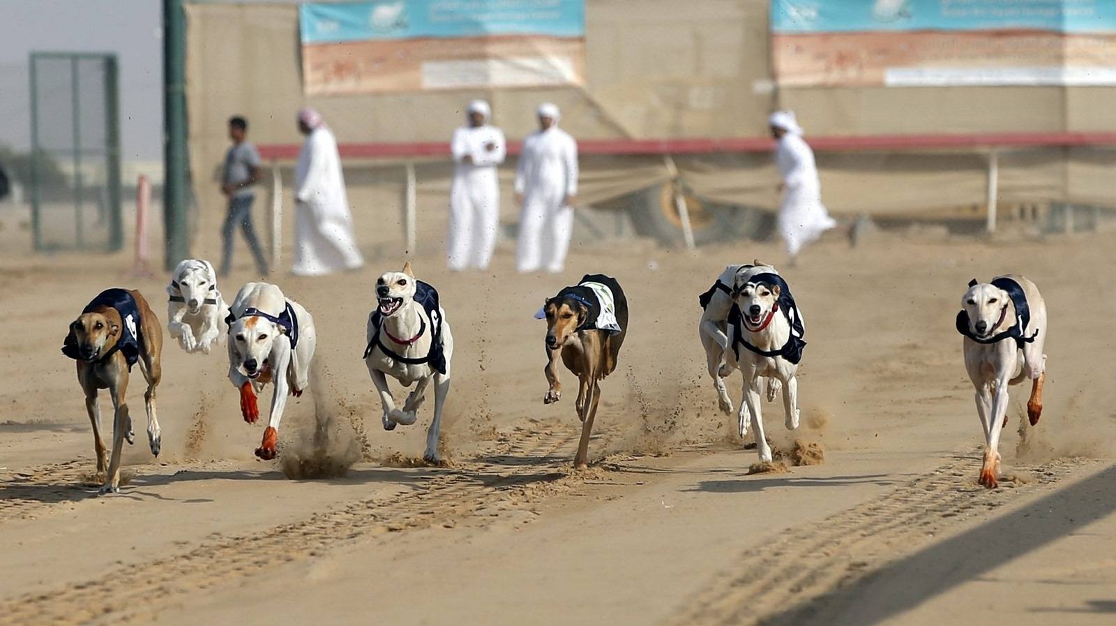 Perros de raza Saluki compiten en la carrera Organizada en el marco del Festival de Sultán Bin Zayed de Herencia en el Desierto de Al-Ain, Emiratos Árabes Unidos.