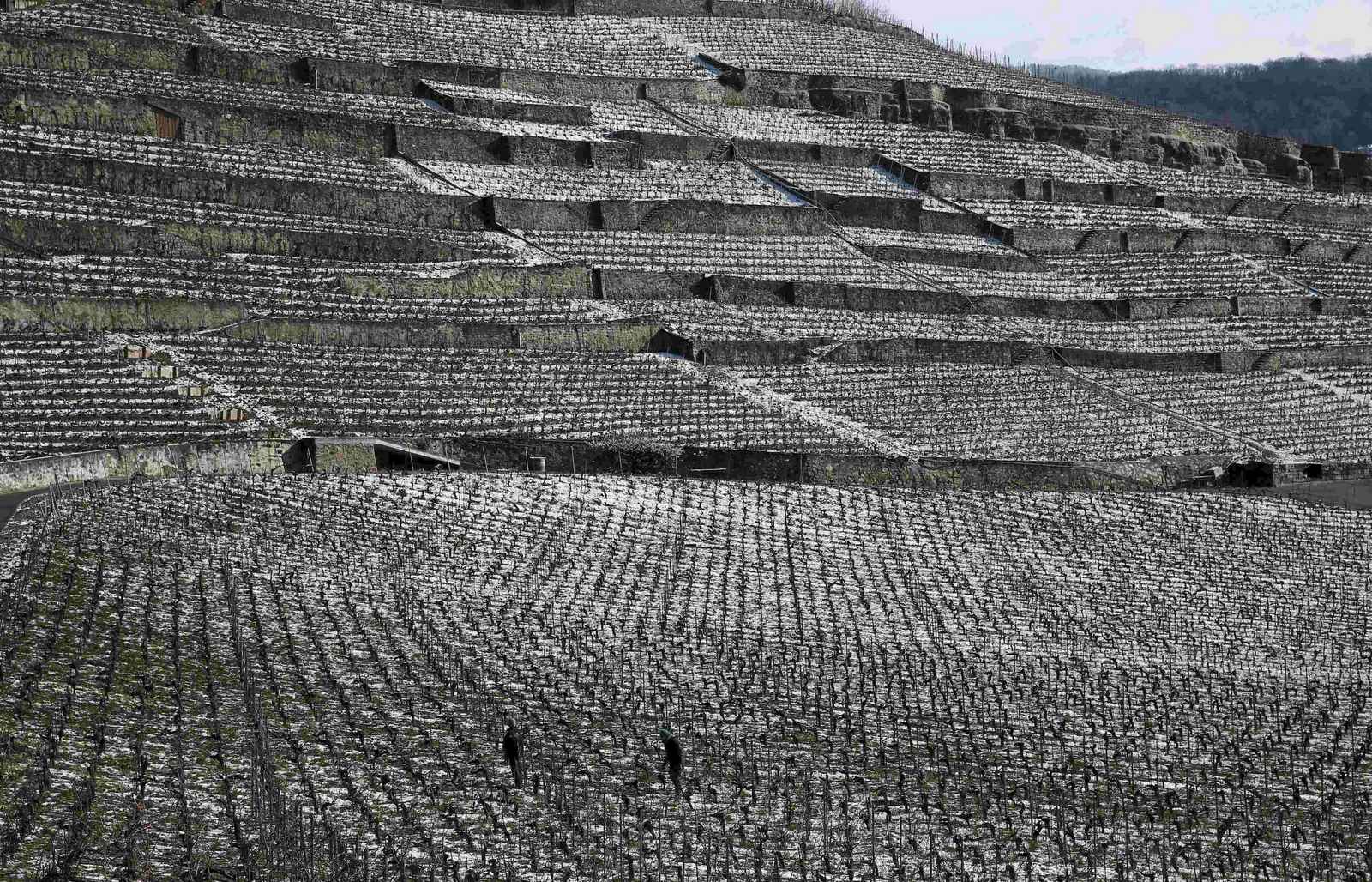 Los hombres trabajan en los viñedos de Lavaux después de una caída de nieve durante la noche en Puidoux cerca de Vevey, Suiza.