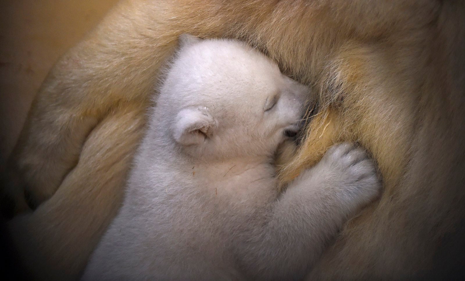 Un cachorro de oso polar se arrima a su madre Valeska, en el Zoo (Bremen), Alemania