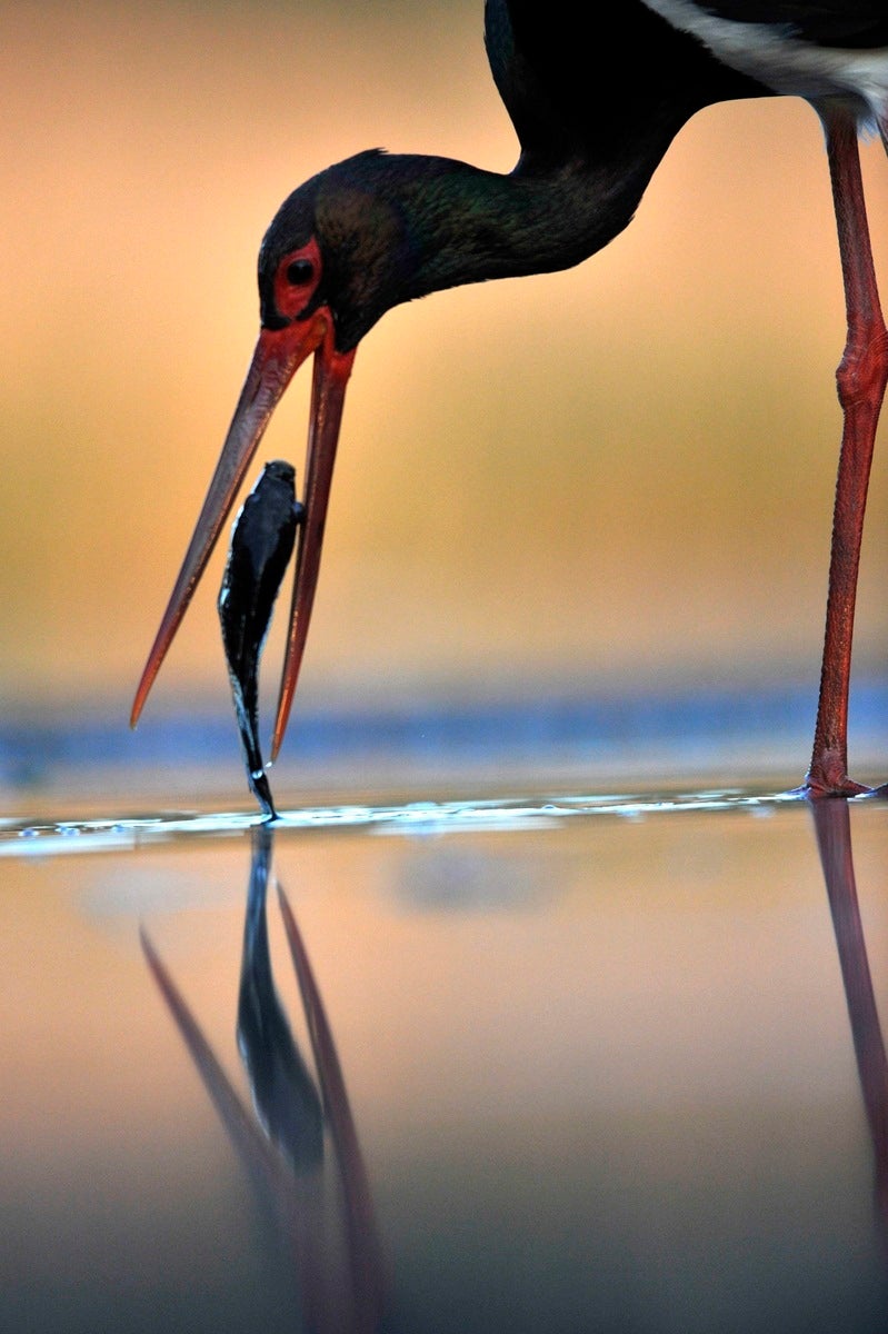 Una cigüeña negra (Ciconia nigra) atrapa un pez con el pico en una laguna cercana a Pusztaszer, a unos 140 km al sureste de Budapest.