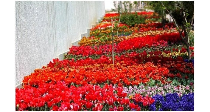 Planta cada año 30.000 tulipanes para recordar a su madre fallecida