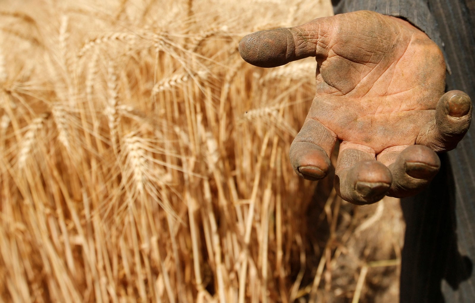 Un agricultor muestra su mano junto a una cosecha de trigo en la granja Qalyub en la gobernación de El-Kalubia, al noreste de El Cairo, Egipto