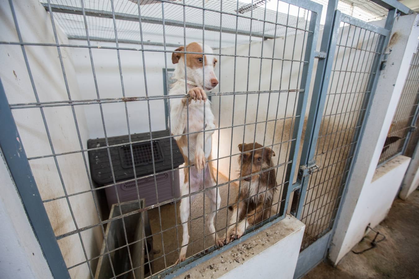 La Protectora de Animales de Granada cierra por primera vez en 70 años