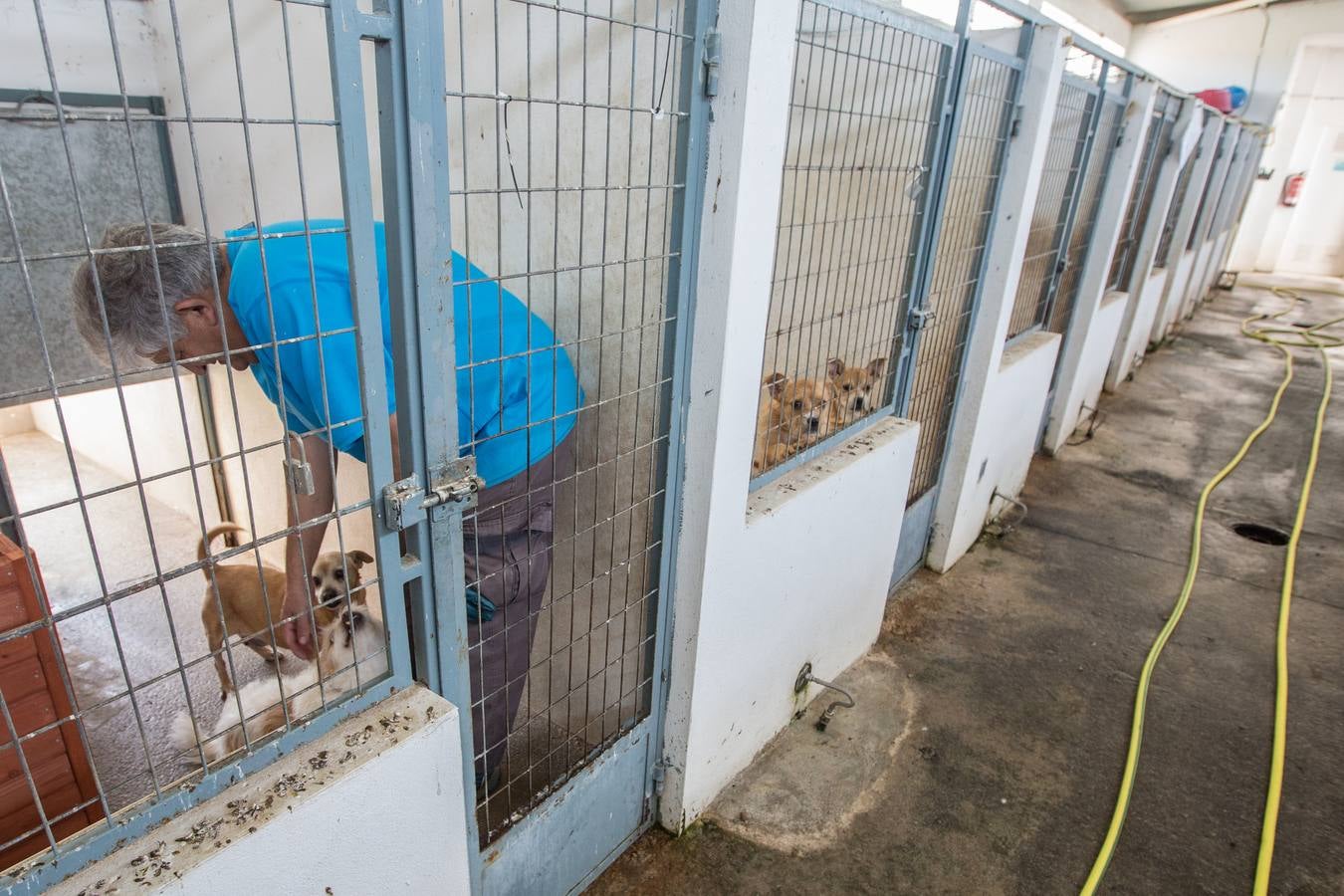 La Protectora de Animales de Granada cierra por primera vez en 70 años