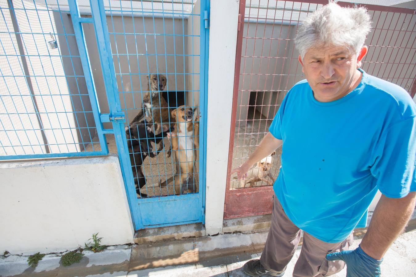 La Protectora de Animales de Granada cierra por primera vez en 70 años