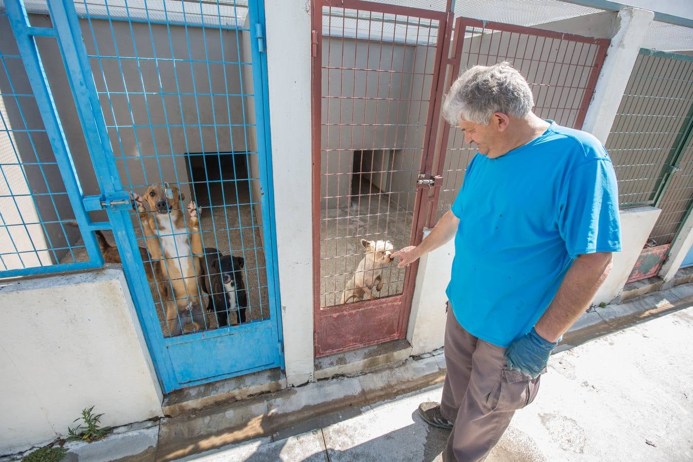 La Protectora de Animales de Granada cierra por primera vez en 70 años