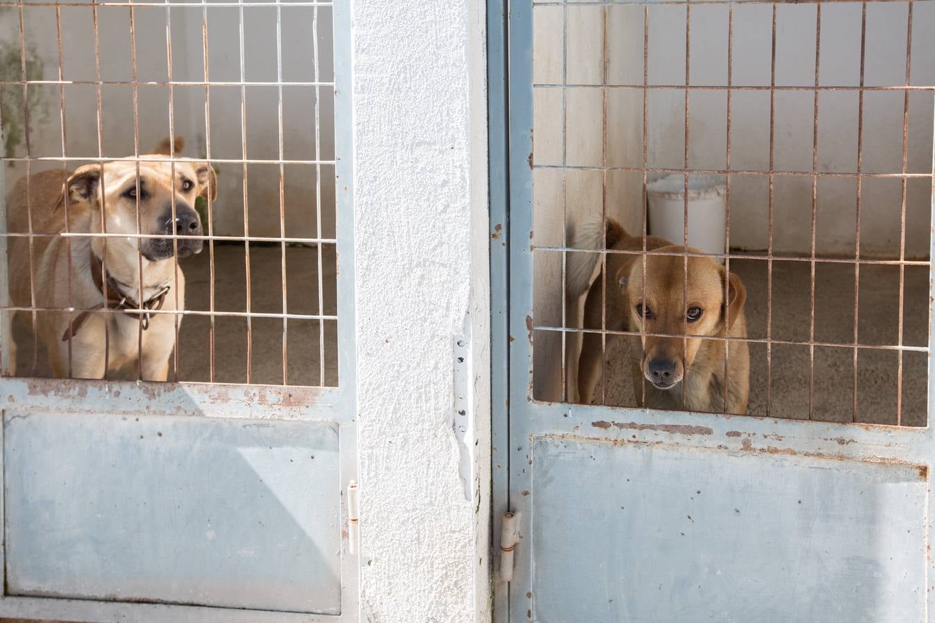 La Protectora de Animales de Granada cierra por primera vez en 70 años