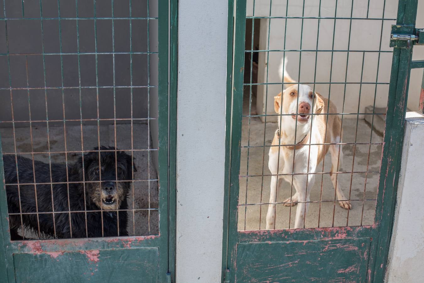 La Protectora de Animales de Granada cierra por primera vez en 70 años