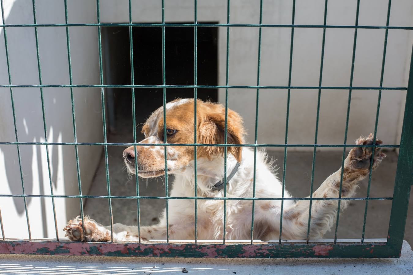 La Protectora de Animales de Granada cierra por primera vez en 70 años