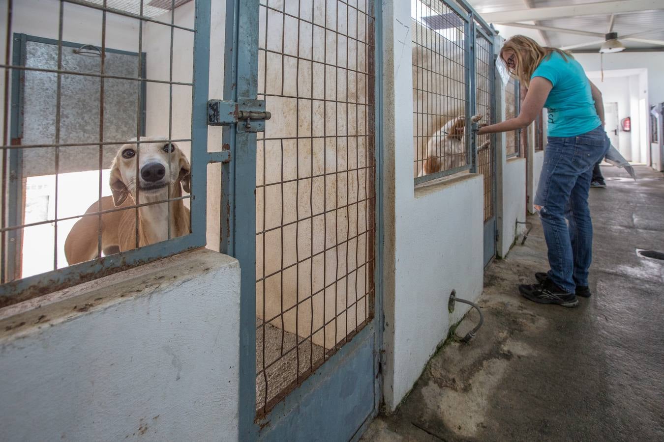 La Protectora de Animales de Granada cierra por primera vez en 70 años
