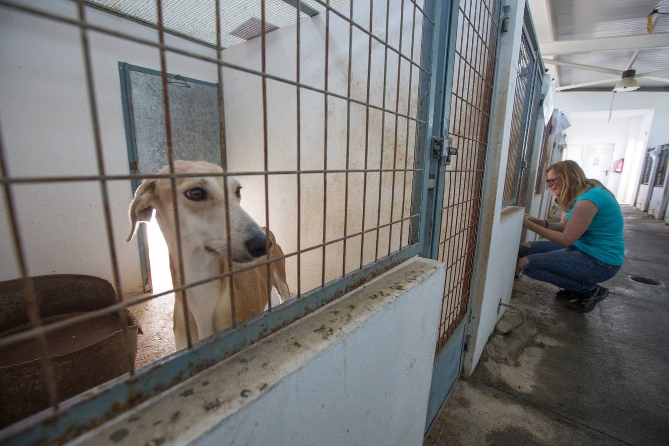 La Protectora de Animales de Granada cierra por primera vez en 70 años