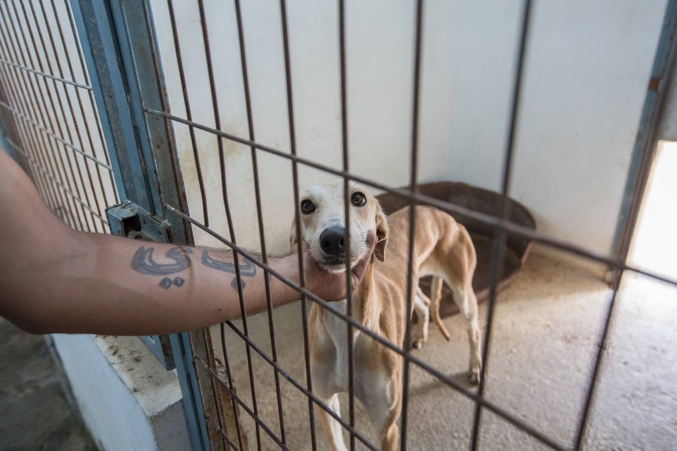 La Protectora de Animales de Granada cierra por primera vez en 70 años