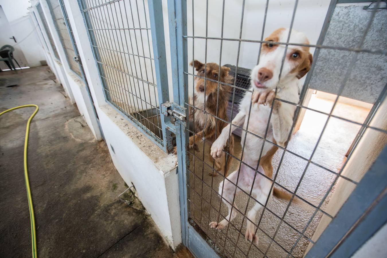 La Protectora de Animales de Granada cierra por primera vez en 70 años