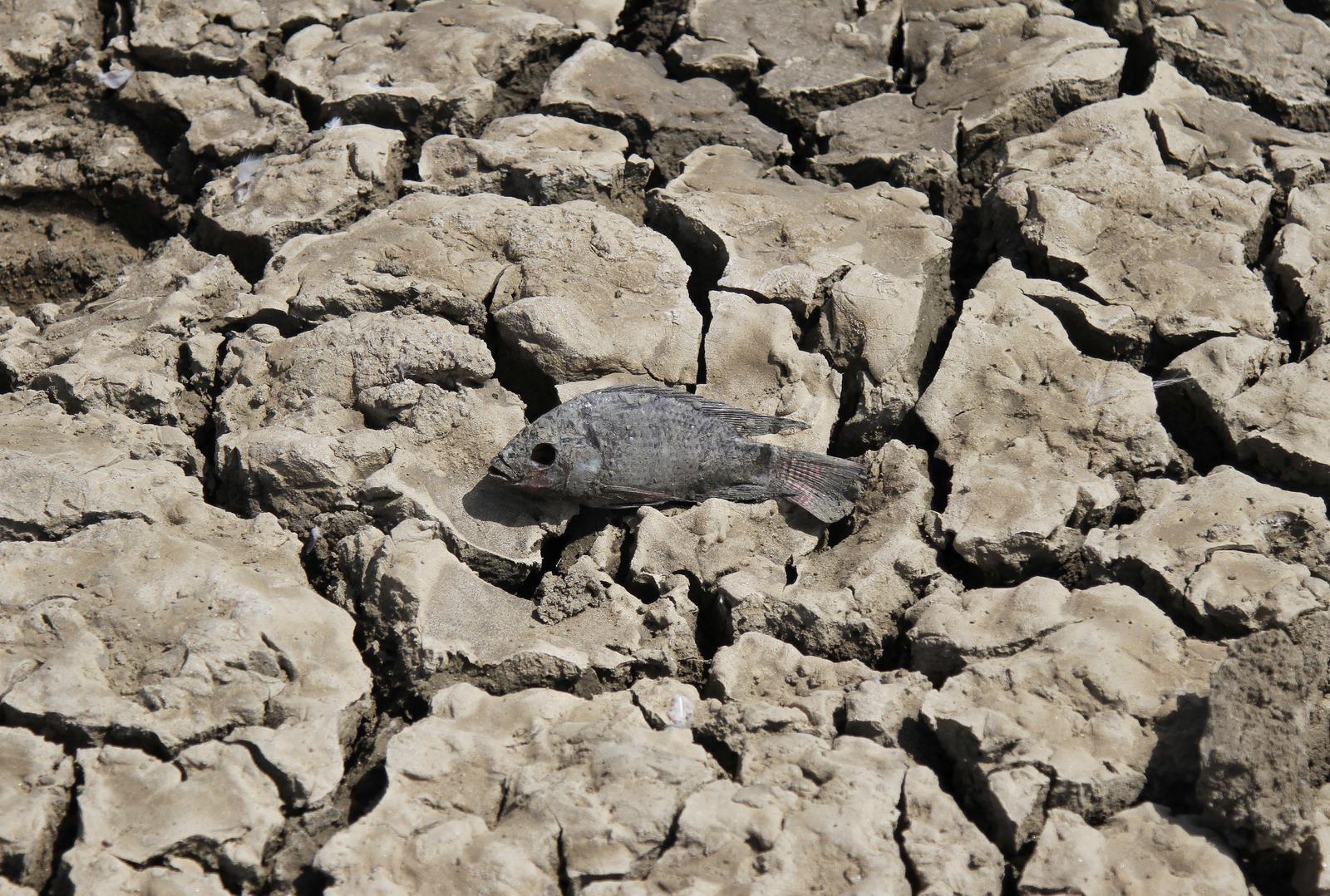 Un pez muerto en el lago Choursiyavas parcialmente a las afueras de Ajmer en el desierto estado indio de Rajasthan, India