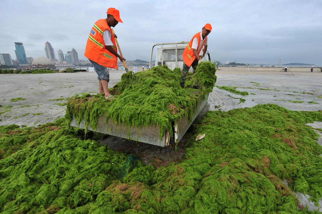 Trabajadores descargan las algas en una fábrica cerca de una playa en Qingdao, provincia de Shandong, China