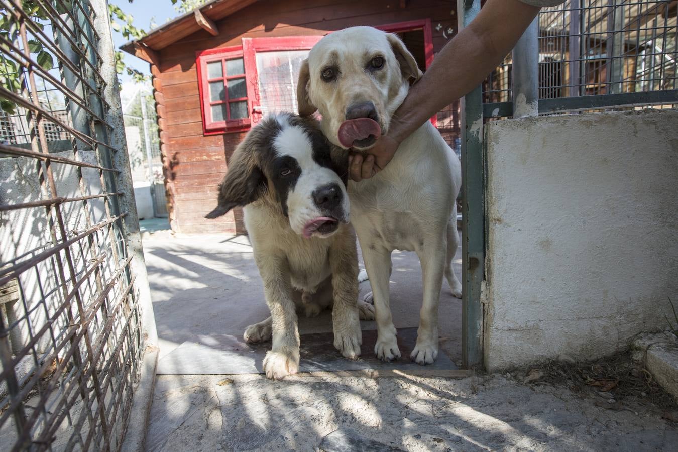 De vacaciones perrunas