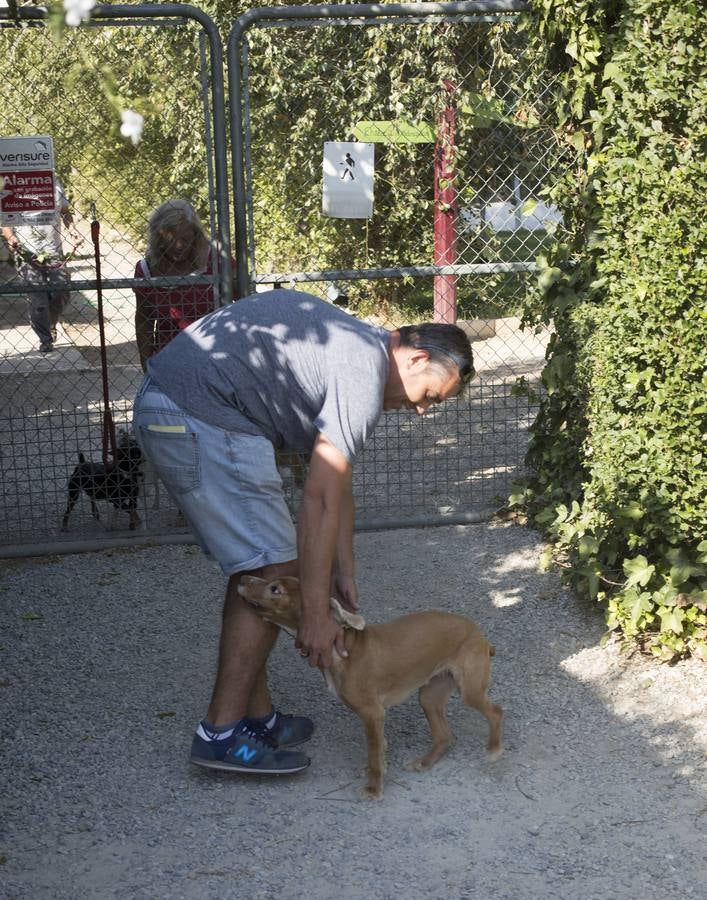 De vacaciones perrunas