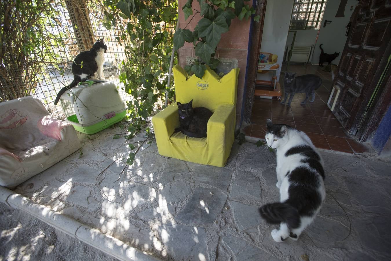 De vacaciones perrunas