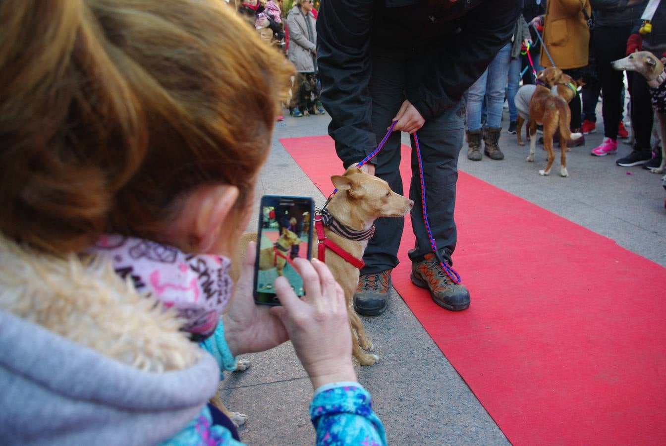 En busca de un hogar