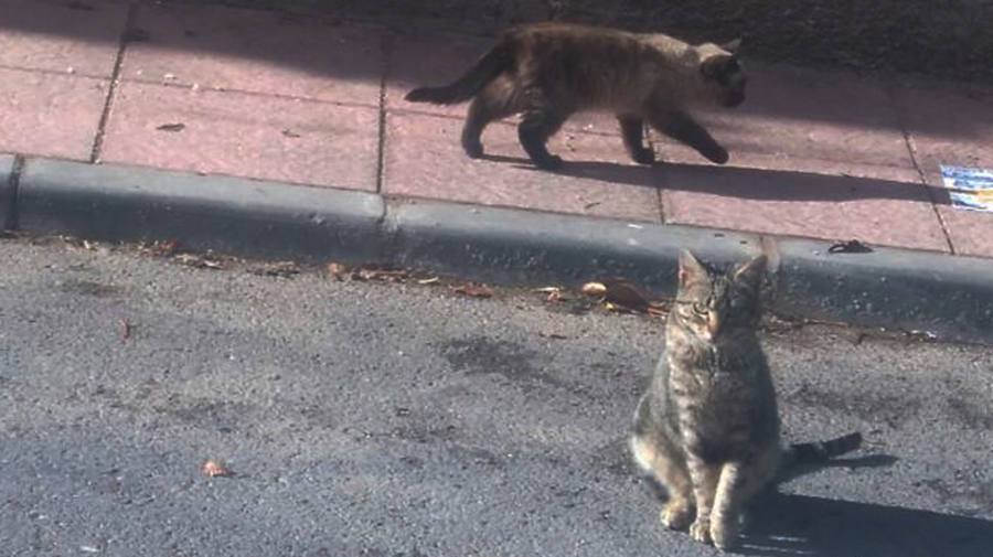 Aparecen cinco gatos muertos en Cárchel