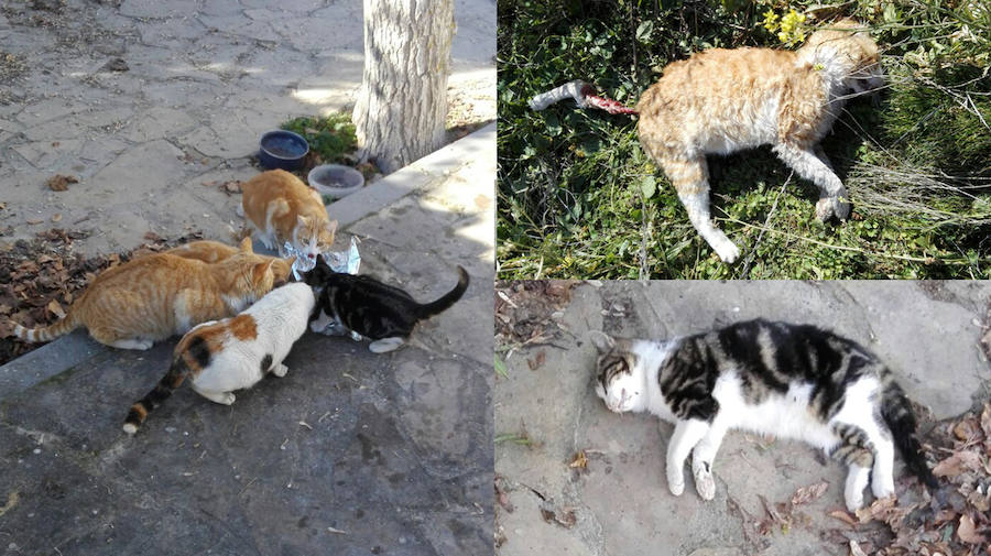 Aparecen cinco gatos muertos en Cárchel