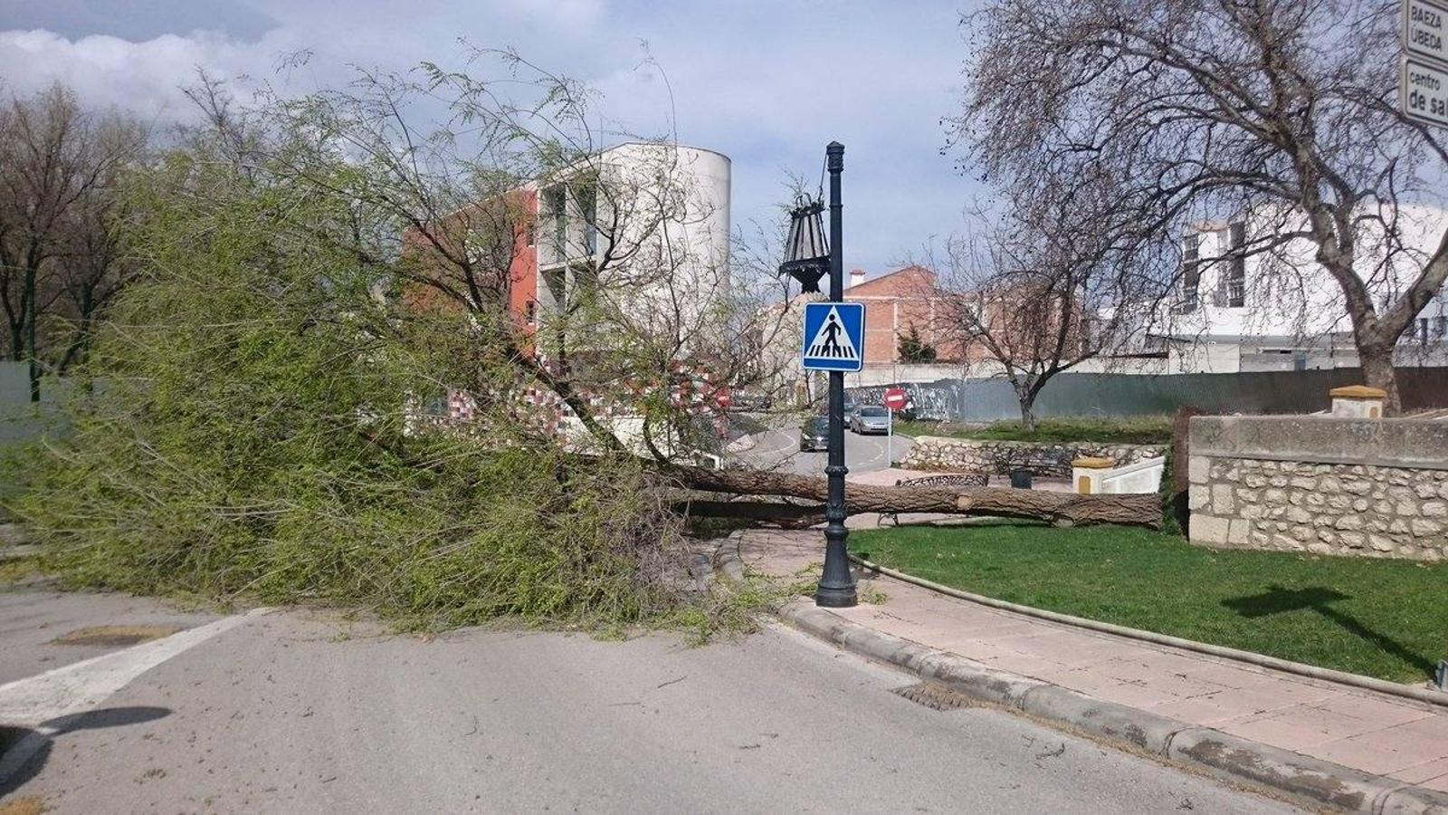 El viento hace estragos en Mengíbar y Mancha Real arrancando árboles
