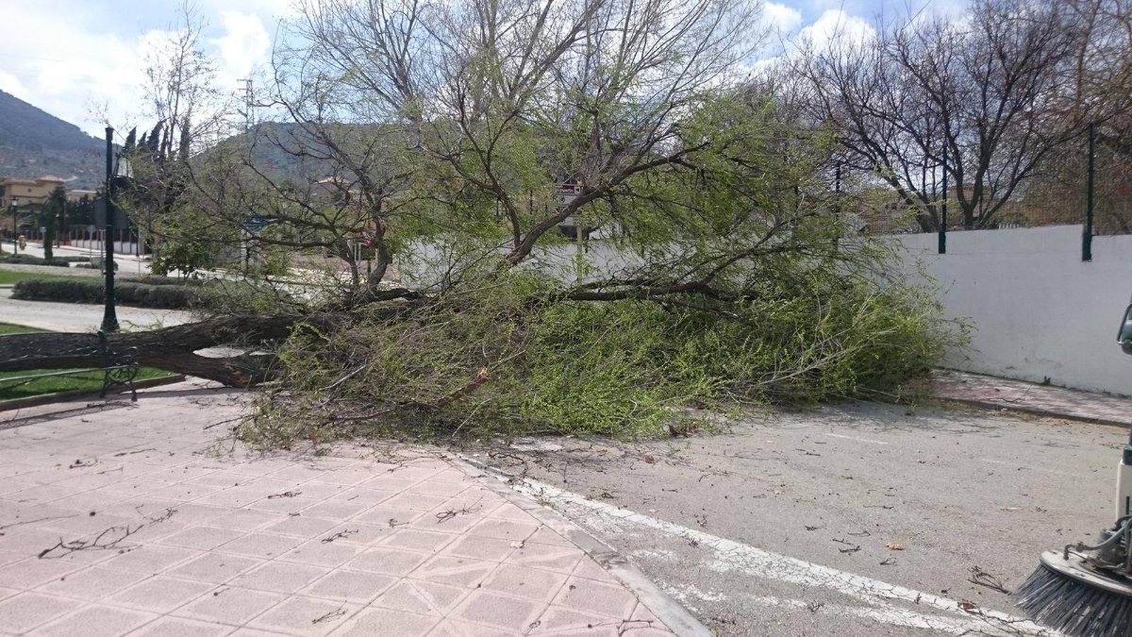 El viento hace estragos en Mengíbar y Mancha Real arrancando árboles