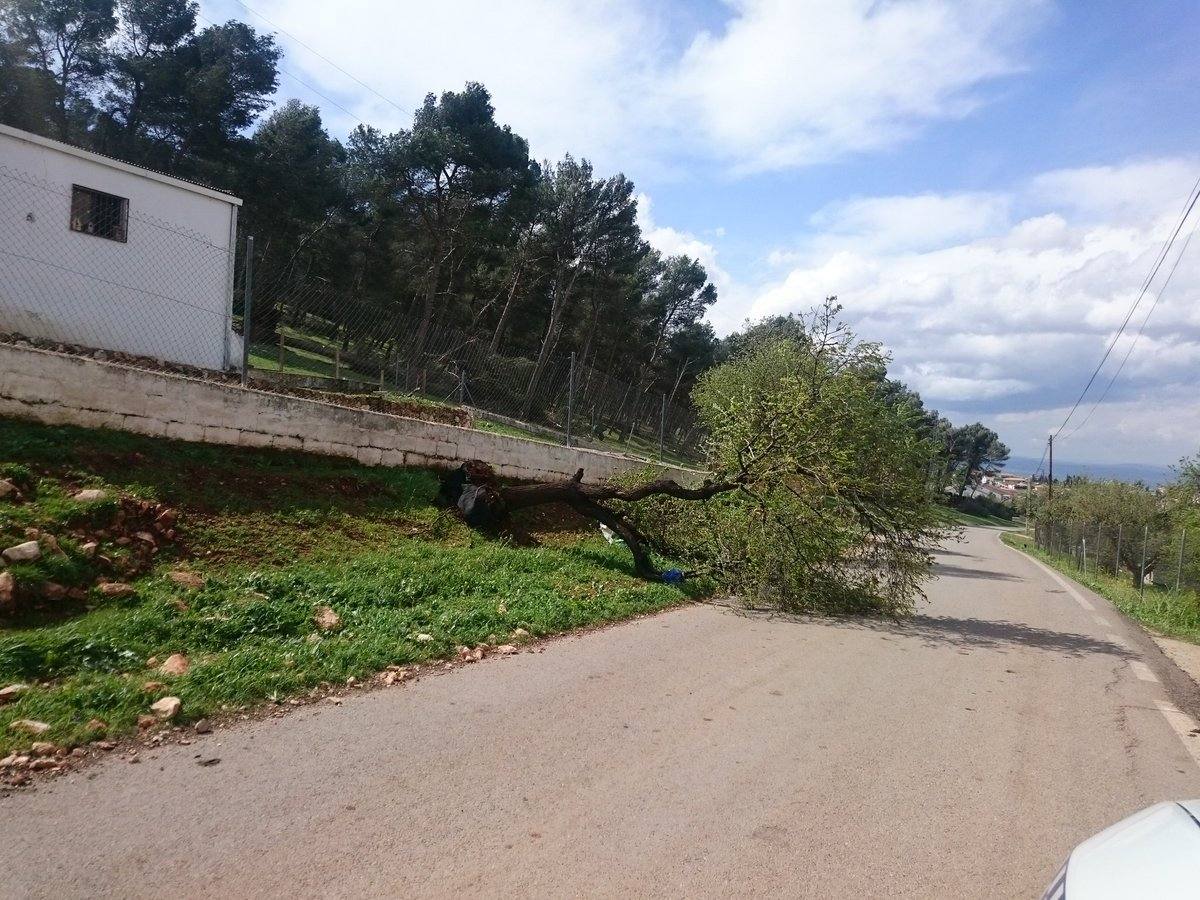 El viento hace estragos en Mengíbar y Mancha Real arrancando árboles