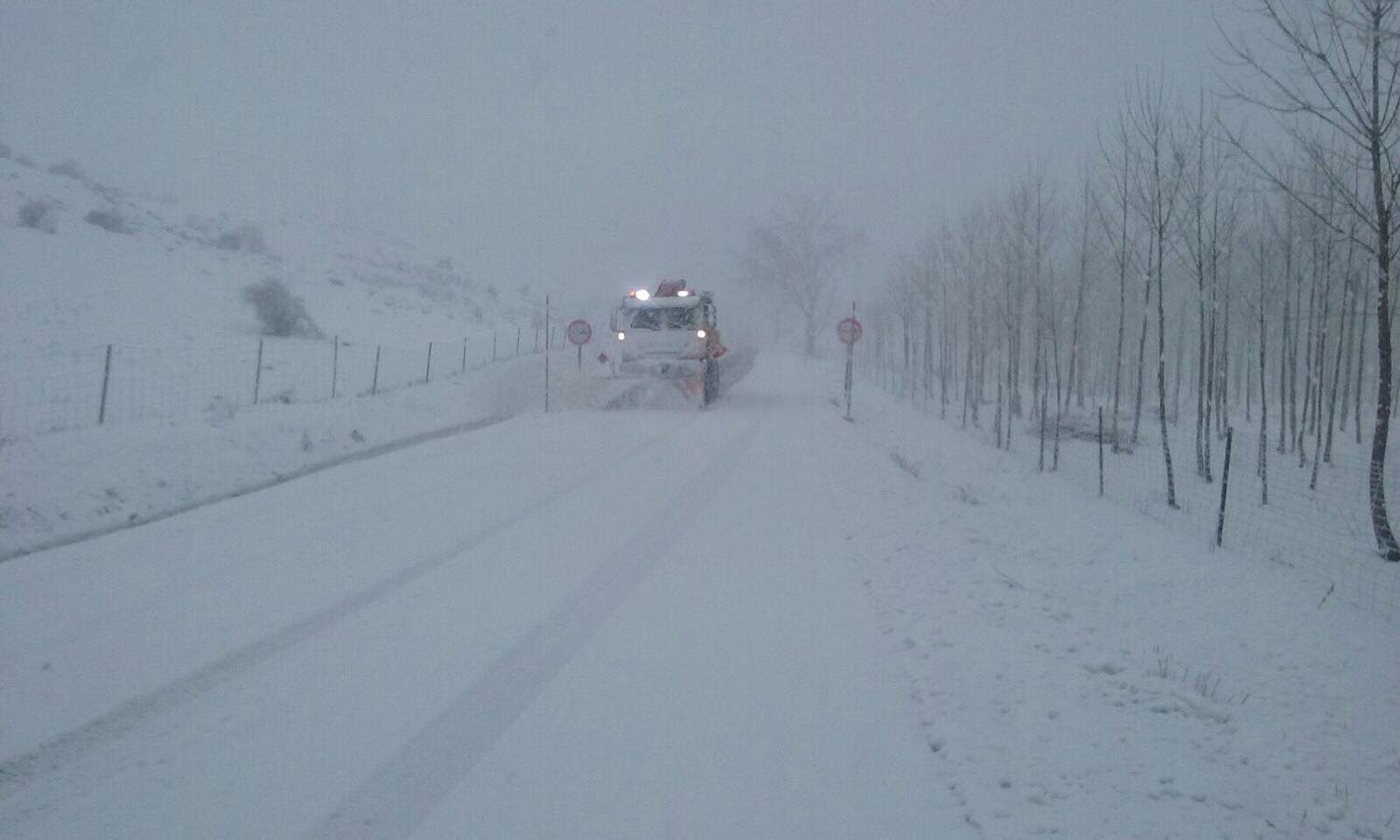 El viento hace estragos en Mengíbar y Mancha Real arrancando árboles
