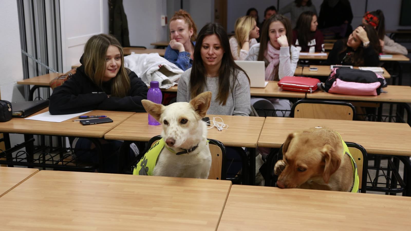 Los perros también &#039;enseñan&#039; en la UGR