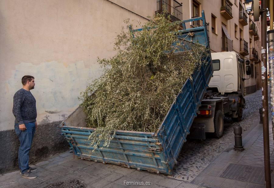 El olivo de &#039;El Huerto&#039;