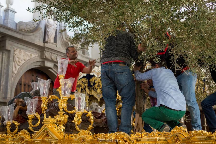 El olivo de &#039;El Huerto&#039;