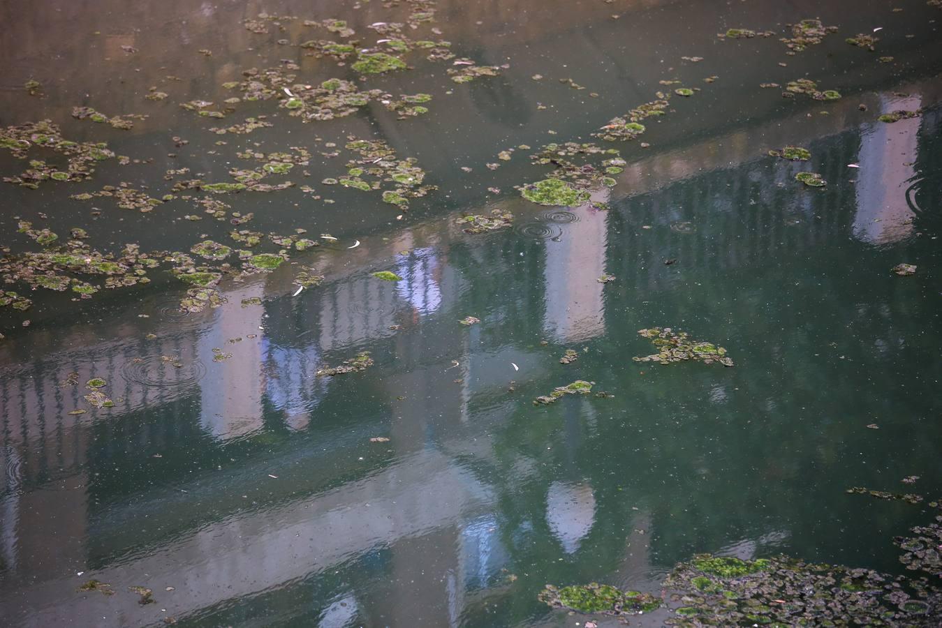 Un río de mosquitos y suciedad en Granada