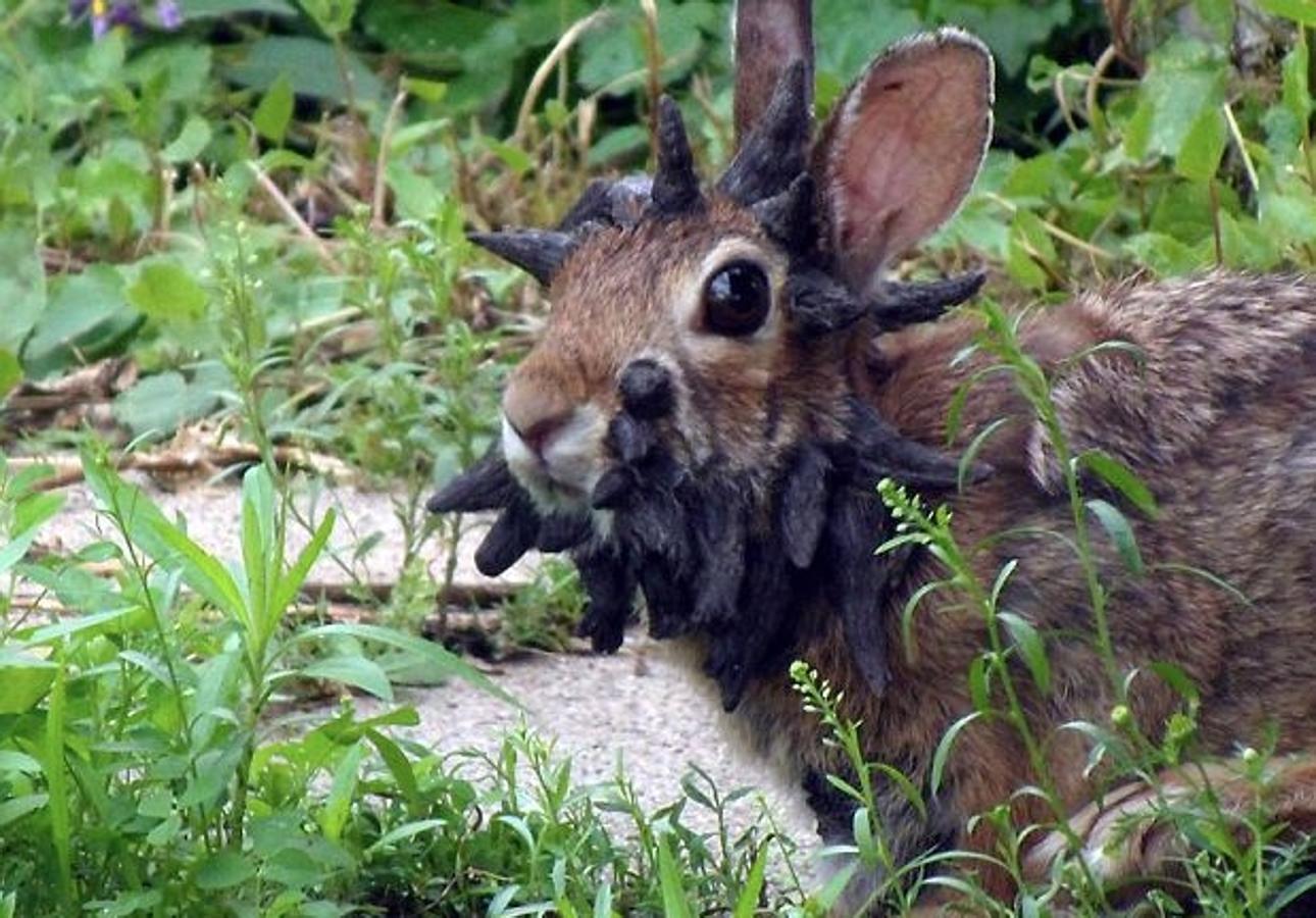 Frankenstein, el curioso conejo &#039;mutante&#039;