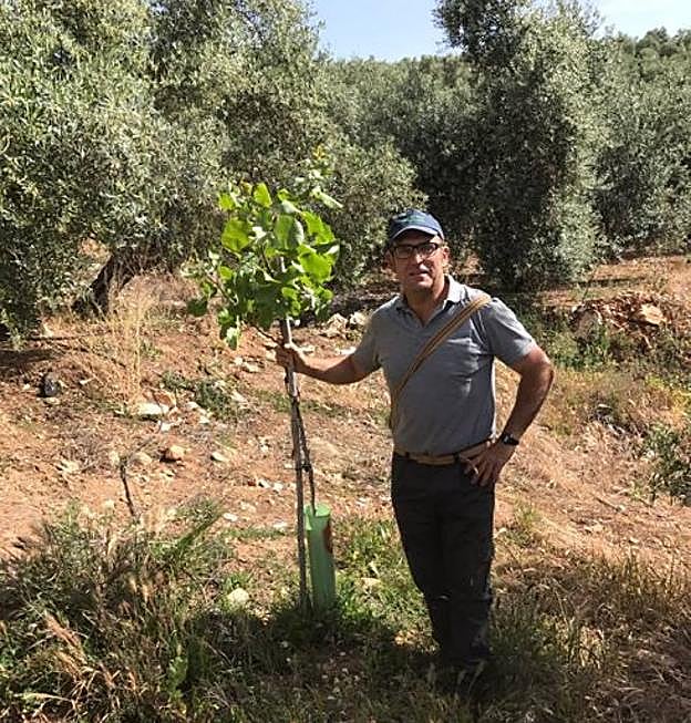 Julián Navarro, de Appistaco, con un pistachero entre olivos.