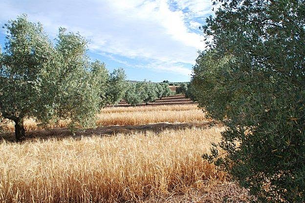 Foto de cultivo de cebada en un olivar de Jaén dentro de un proyecto pionero para la confección de cerveza.