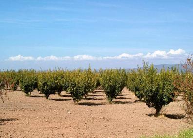 Imagen secundaria 1 - Los otros &#039;inquilinos&#039; del campo jienense