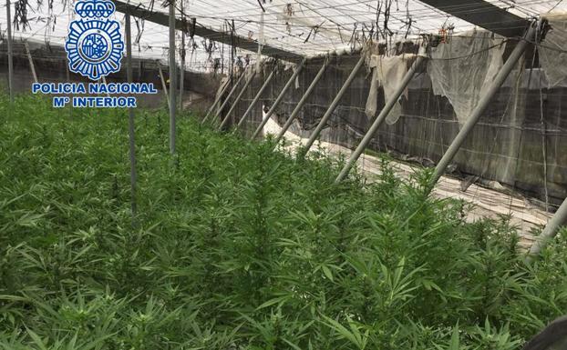 Incautadas en Motril 26.000 plantas de marihuana que pesan 4,5 toneladas