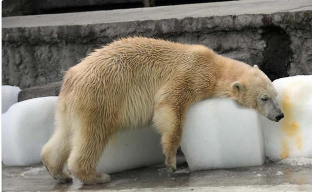Un oso polar pegado a un bloque de hielo en el zoo por el calor infernal
