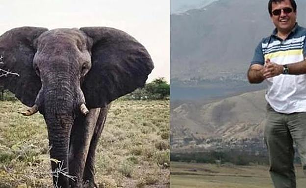 Un cazador muere tras ser pisoteado por un elefante en Namibia