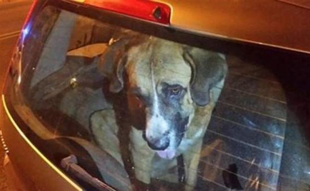 Perro encerrado en un coche en una imagen de archivo. 