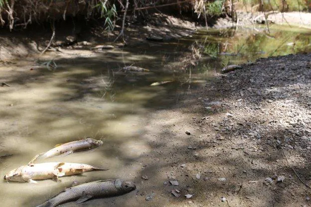 Barbos muertos por falta de caudal en el río Guadalbullón a su paso por Puente Tablas.