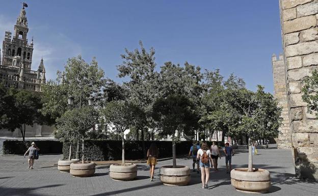 El Ayuntamiento de Sevilla ha reforzado la entrada al Alcázar en el casco antiguo, con la instalación de unos maceteros con árboles que contribuyen a garantizar la seguridad ciudadana.
