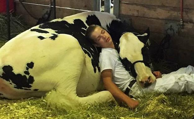 La enternecedora foto viral del chico y su vaca 'echando una siesta'