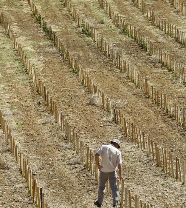 Desolación. Un agricultor camina por un viñedo asolado por la sequía en Aumelas, en el sur de Francia.