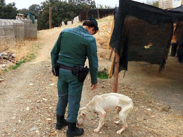 Un agente de la Guardia Civil junto a un perro rescatado en aparente estado de abandono. 