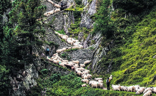 Así es el 'Fin de Semana de las Ovejas': el peregrinaje más espectacular