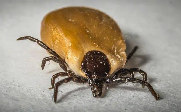 Una garrapata causa el pánico al escaparse durante una conferencia científica