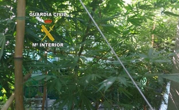 Un detenido tras desmantelar un invernadero de marihuana en una casa de campo de Jimena